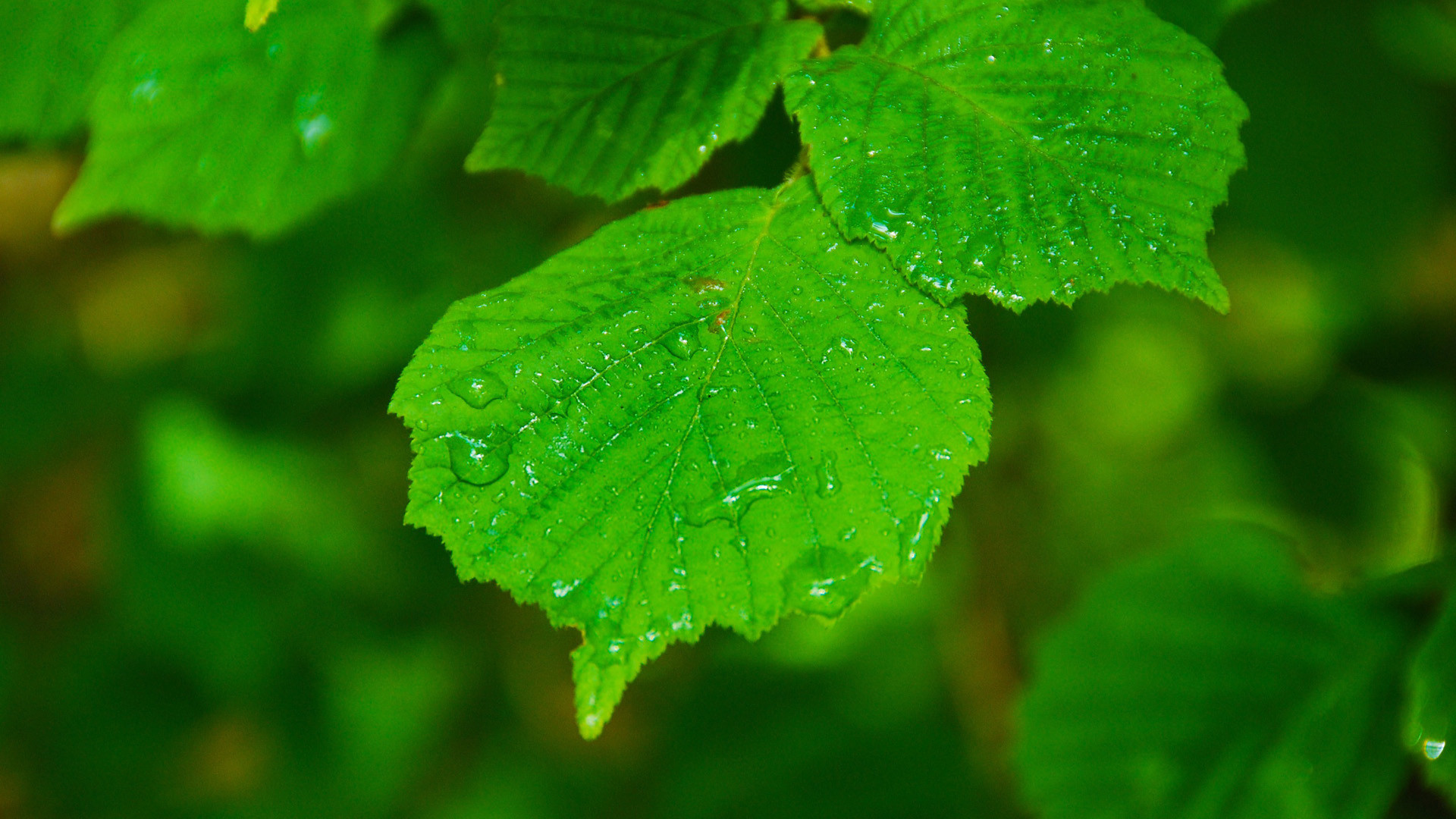 垂死病中惊坐起，暗风吹雨入寒窗。