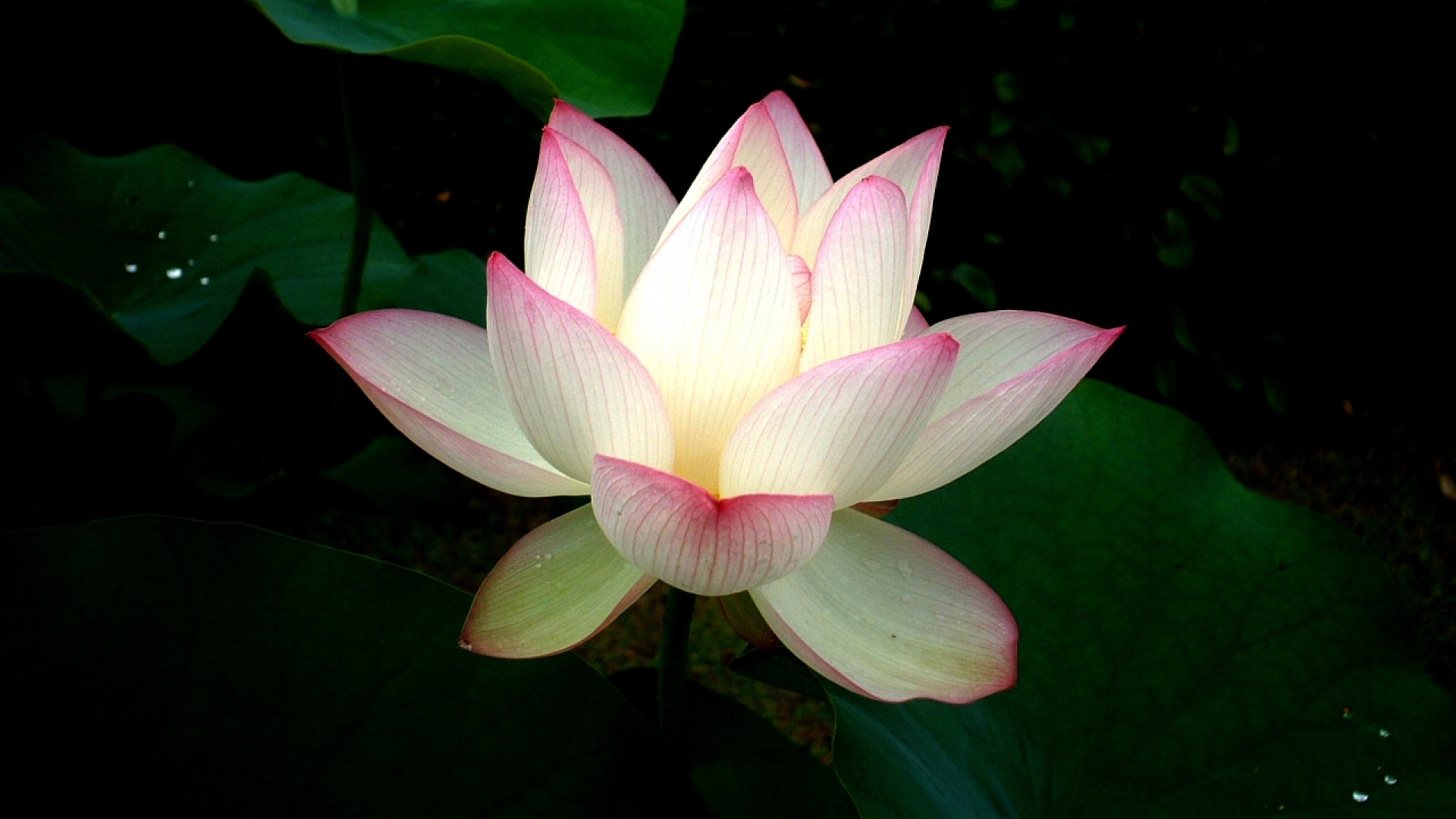 我在暗处 站在阳光下