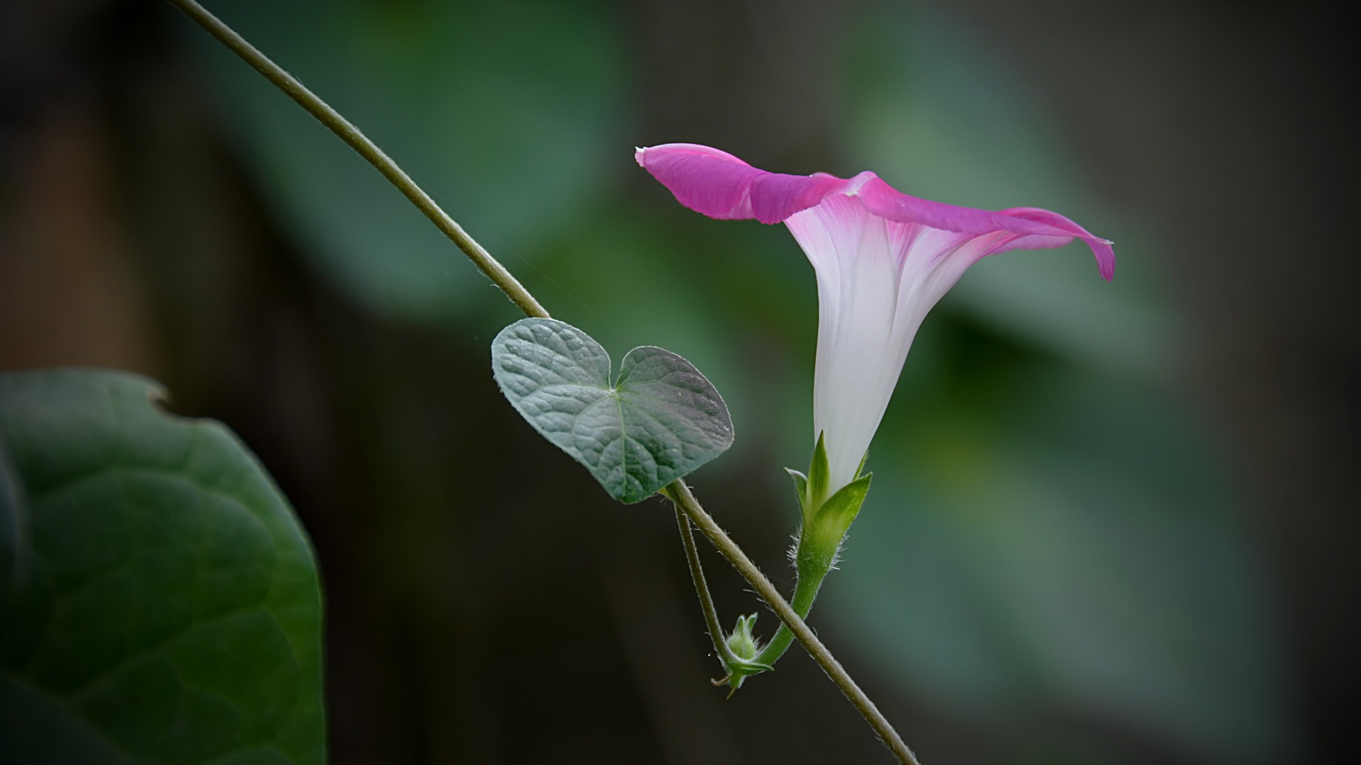 洛克菲勒留给儿子的38封信——第10封：忠诚于自己