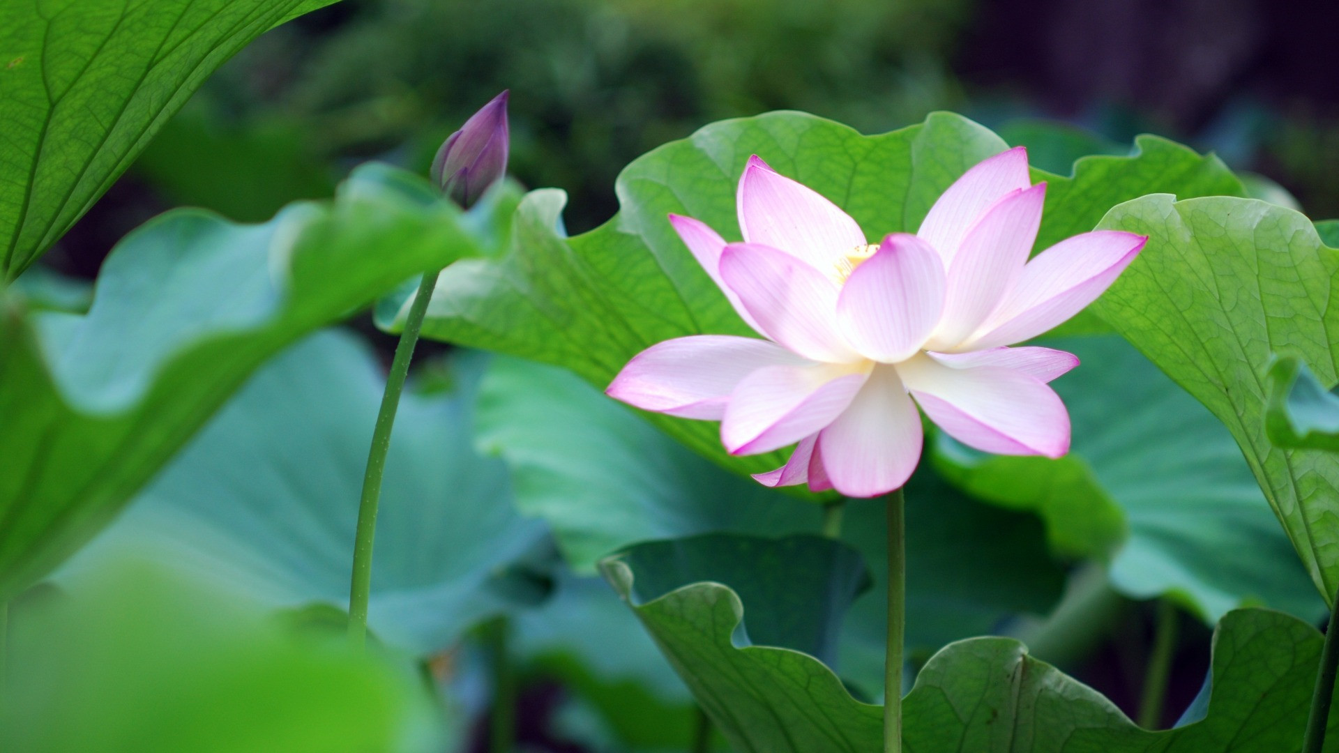 花开的彼岸