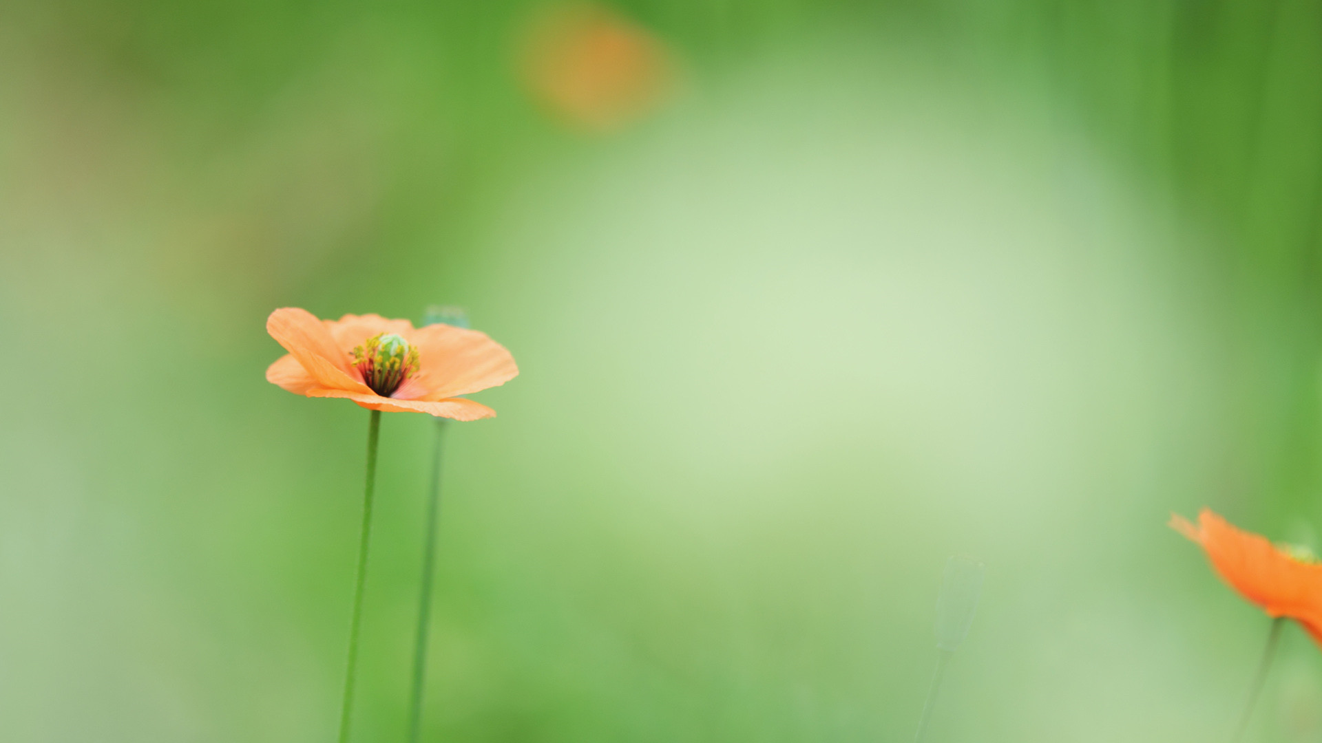 情花词