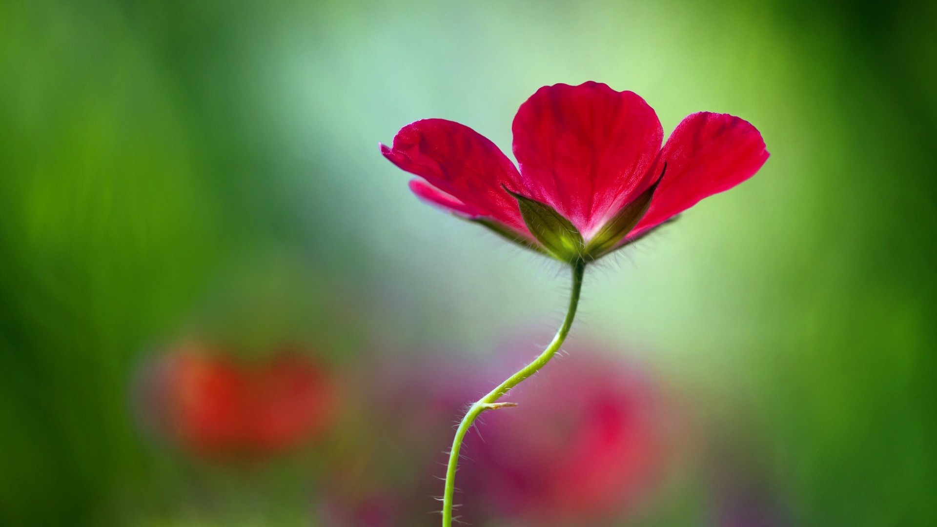 友谊花开两地情