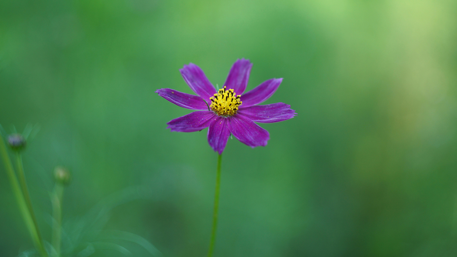 心田上的百合花开