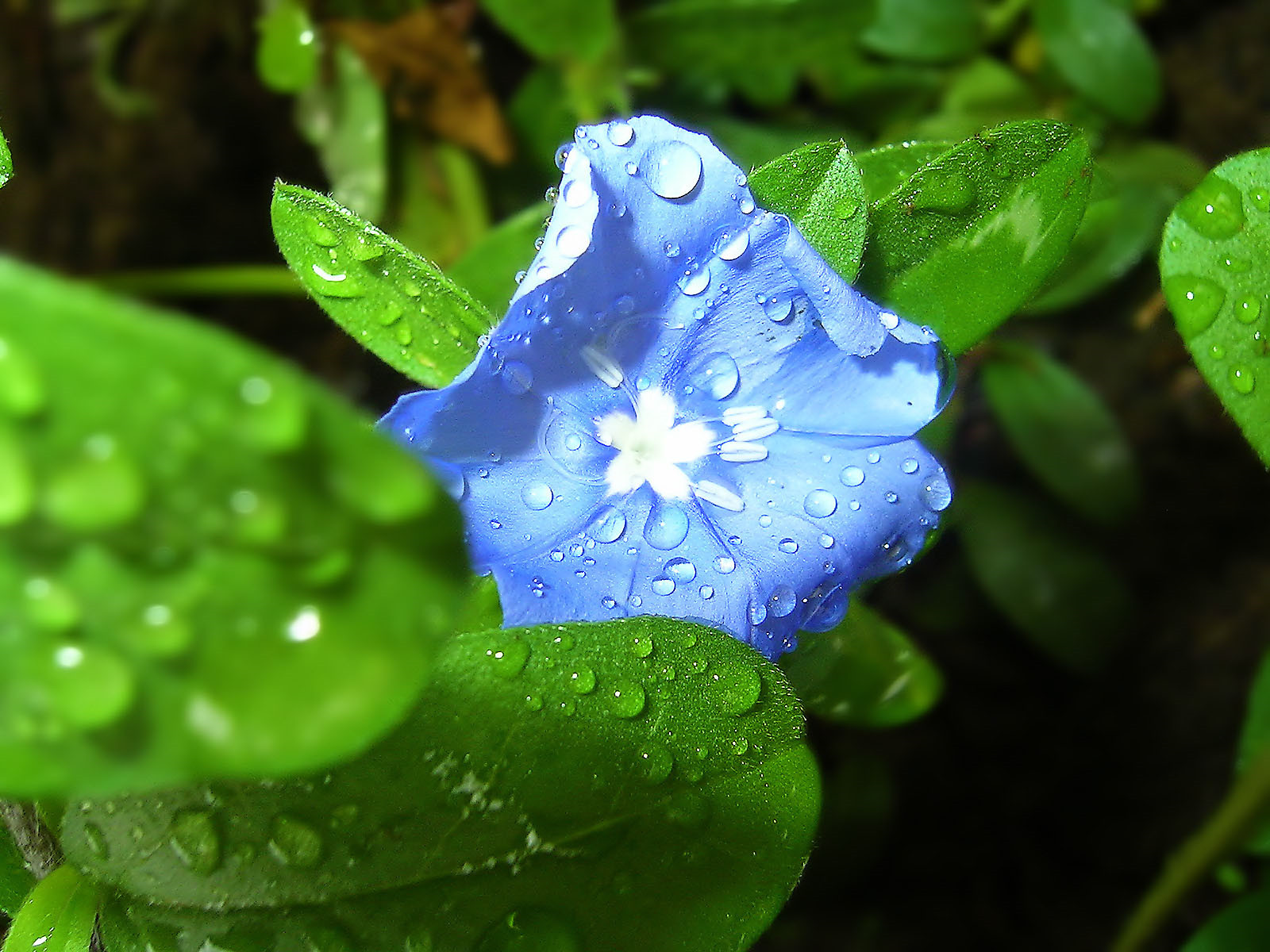 清明节唯美文案朋友圈(精选80句)